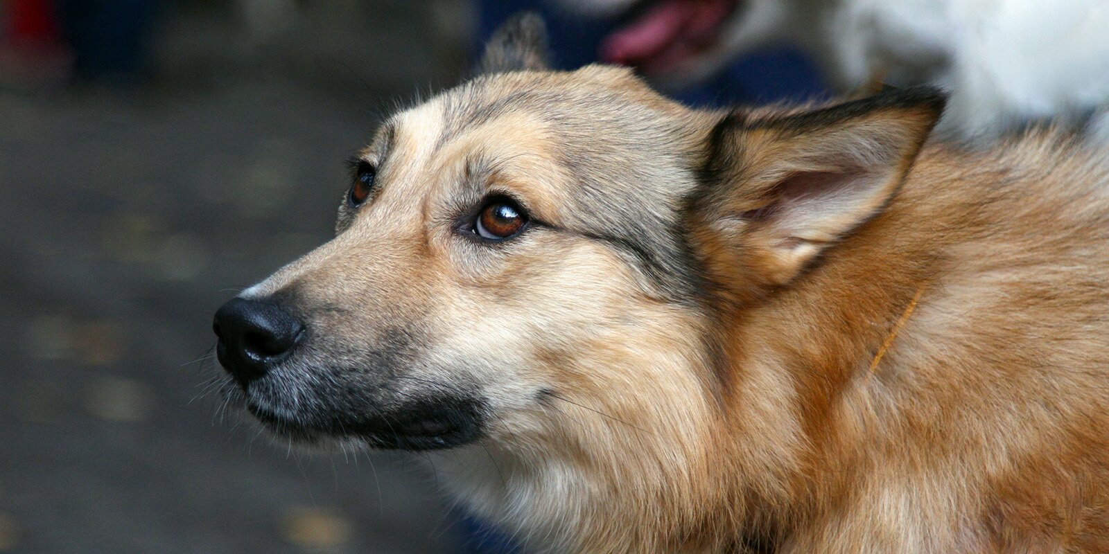 Жительница с Онежской мешает владельцам собак посещать специальную площадку