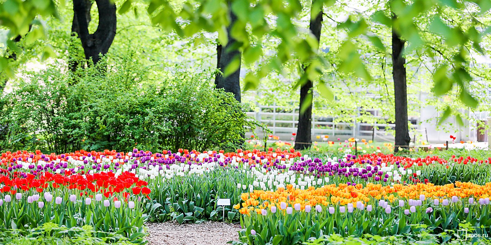 Garden moscow. Москва Ботанический сад МГУ Аптекарский огород. Аптекарский огород МГУ. Сад Аптекарский огород Москва. Ботанический сад МГУ Аптекарский огород весной.