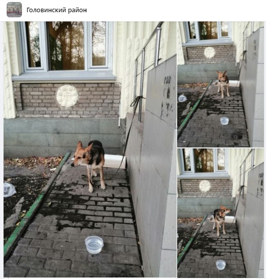 Брошенную на Солнечногорской собаку приютили волонтеры